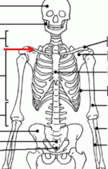 <p>the collarbone </p>