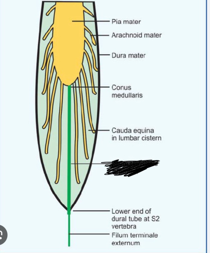 <p>What are the yellow squigly structures?</p>
