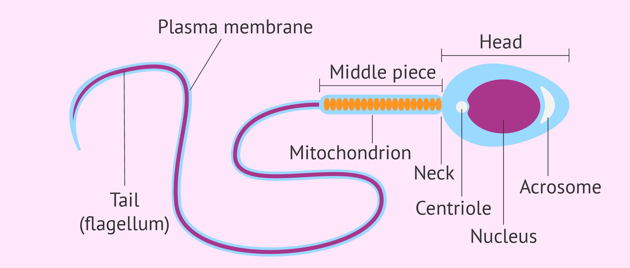 <p>sperm </p>