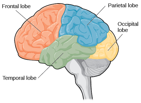 <p>Frontal, parietal, occipital, temporal, insular</p>