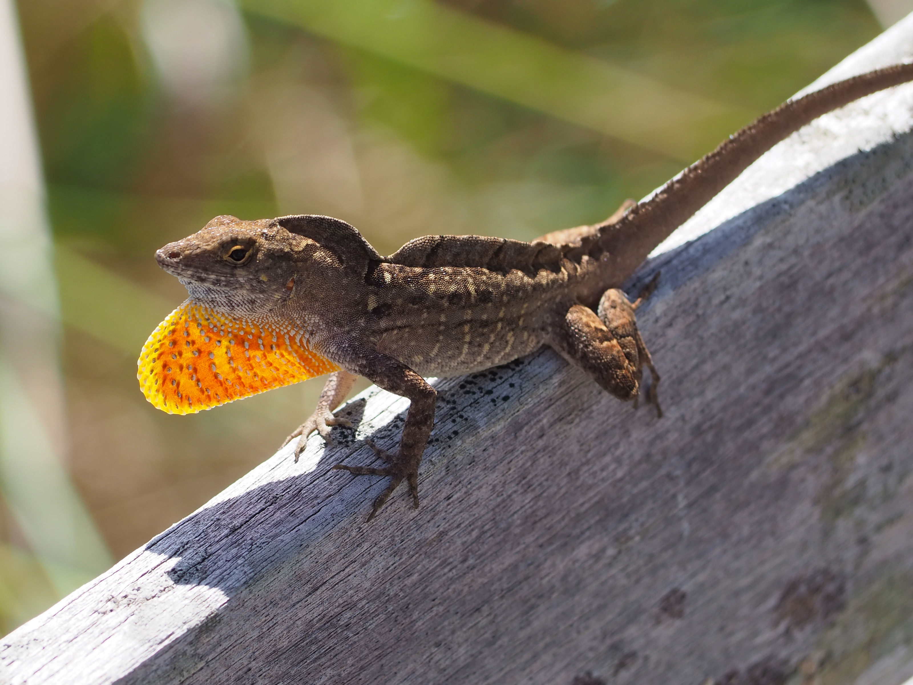 <p>Anolis sagrei</p><ul><li><p>Family Dactyloidae (formerly Iguanidae)</p></li><li><p>Suborder Lacertilia (Sauria)</p></li><li><p>Order Squamata</p></li><li><p>Subclass Lepidosauria</p></li></ul><p></p>