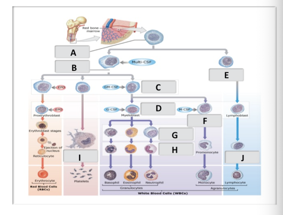 <p>myeloid stem cells</p>