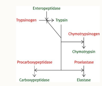 <ul><li><p>cascade reaction → activated enzymes help activate further enzymes </p></li></ul><p></p>