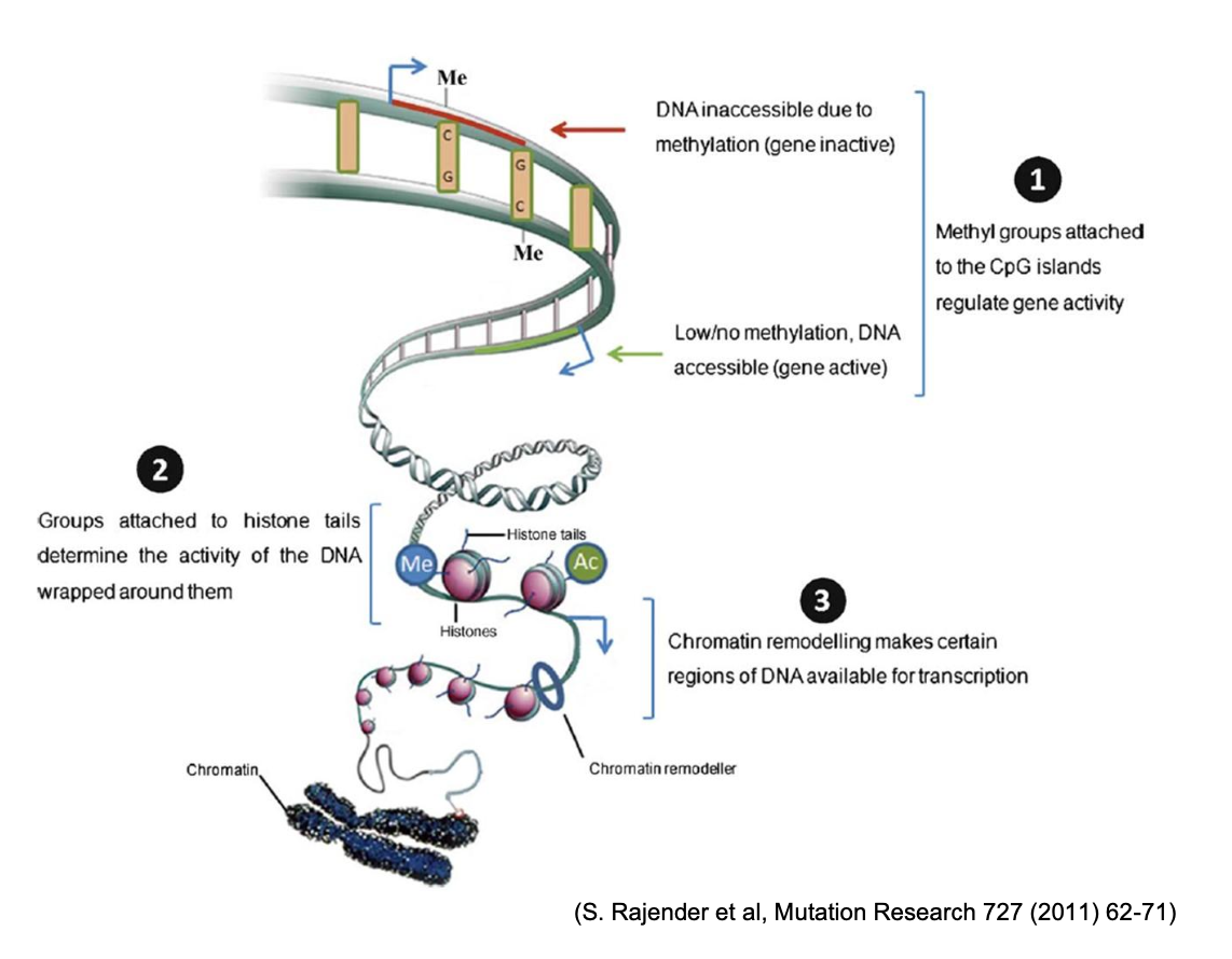 <p>chemical modifications to the chromatin that regulate gene expression, without changing the primary DNA sequence, and are heritable. Includes <strong>DNA methylation</strong> and <strong>covalent histone modification.</strong></p>