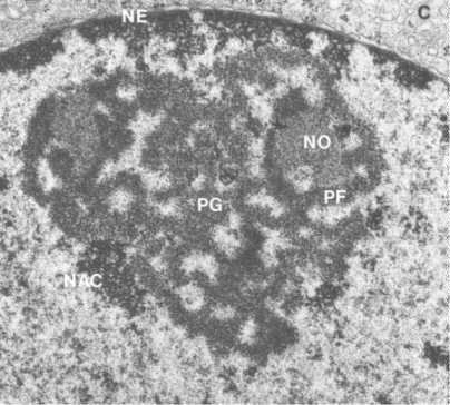 <p>Main parts of nucleolus</p>