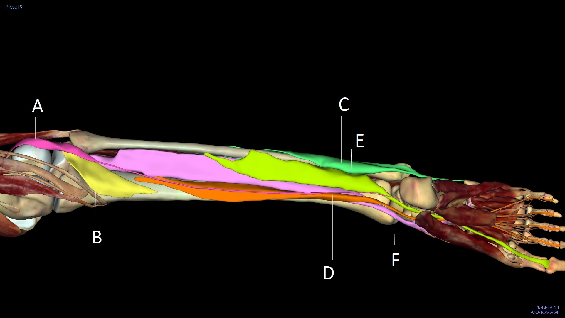 <p>C</p>