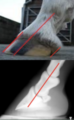 <p>Is this horse well trimmed?</p>