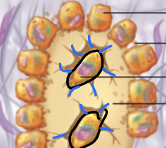 <p>osteoblasts grow and continue to secrete osteoid, trapped osteoblasts now become osteocytes</p>
