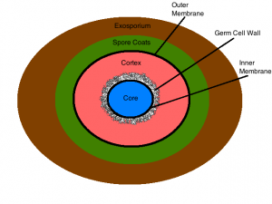 <p>core</p>