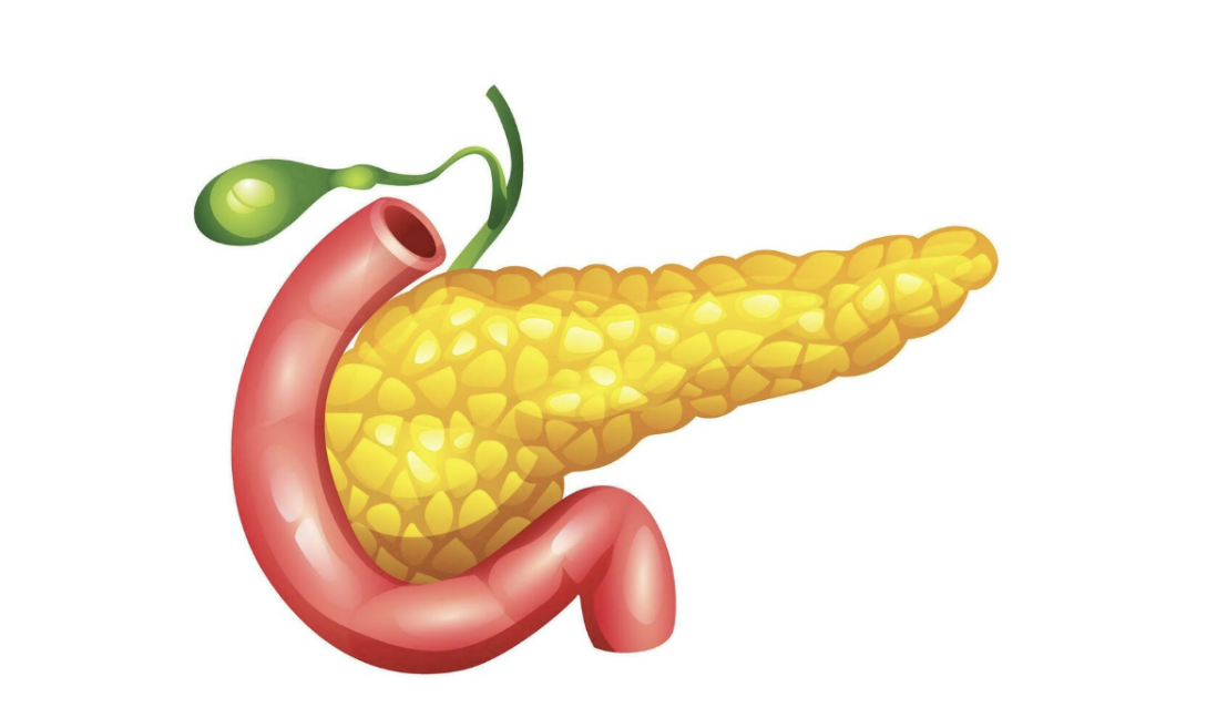 <p>Här blandas maten med både <mark data-color="#f0e0ff" style="background-color: rgb(240, 224, 255); color: inherit;">bukspott</mark> och <mark data-color="#f0e0ff" style="background-color: rgb(240, 224, 255); color: inherit;">galla</mark>. Dessutom finns det celler i <mark data-color="#f0e0ff" style="background-color: rgb(240, 224, 255); color: inherit;">tolvfingertarmens</mark> vägg som utsöndrar sekret med <strong>enzymer (kemisk nedbrytning).</strong></p><p><span style="background-color: transparent;"><strong><em>Bukspott: </em></strong>Basiskt → höjer pH. Skyddar tolvfingertarmväggen från saltsyran i </span><mark data-color="#f0e0ff" style="background-color: rgb(240, 224, 255); color: inherit;">magsaften</mark><span style="background-color: transparent;">. Innehåller <strong>enzymer (kemisk nedbrytning) </strong>för spjälkning av alla ämnesgrupper:</span></p><p><span style="background-color: transparent;"><em>- Trypsin &amp; dipeptidaser: </em>Fortsätter sönderdelning av proteiner.</span></p><p><span style="background-color: transparent;">- </span><em><mark data-color="#f0e0ff" style="background-color: rgb(240, 224, 255); color: inherit;">Amylas</mark></em><span style="background-color: transparent;">: fortsätter spjälkningen av stärkelse.</span></p><p><span style="background-color: transparent;">- </span><em><mark data-color="#f0e0ff" style="background-color: rgb(240, 224, 255); color: inherit;">Lipas</mark></em><span style="background-color: transparent;"><em>: </em>Bryter ned fettmolekyler till glycerol och fettsyror.&nbsp;</span></p><p><span style="background-color: transparent;">- <em>DNAs &amp; RNAs: </em>spjälkar nukleinsyror</span></p><p><span style="background-color: transparent;"><strong><em>Galla: </em></strong>Bildas i </span><mark data-color="#f0e0ff" style="background-color: rgb(240, 224, 255); color: inherit;">levern</mark><span style="background-color: transparent;">. Lagras i </span><em><mark data-color="#f0e0ff" style="background-color: rgb(240, 224, 255); color: inherit;">gallblåsan</mark></em><span style="background-color: transparent;"><em>. </em>Galla innehåller bla <em>gallsalter: </em>finfördelar fett till små fettdroppar (fungerar som diskmedel typ!) som gör att <mark data-color="#f0e0ff" style="background-color: rgb(240, 224, 255); color: inherit;">lipas</mark> får större yta att verka på. Galla innehåller också det gulaktiga färgämnet <em>bilirubin,</em> vilket bildas vid nedbrytning av röda blodkroppar och ger avföringen dess bruna färg.</span></p>