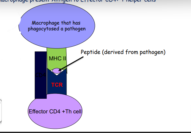professional antigen presenting cells (APCs) express MHC II molecules B cell and macrophage present antigen to effector CD4+ T helper cells