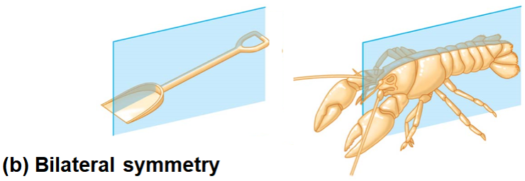 <p>Bilateral Symmetry</p>
