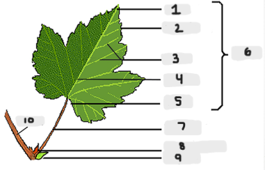 <p>leaf parts</p>