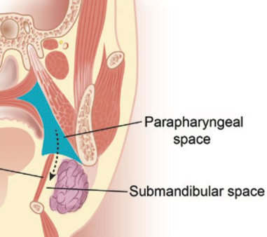 <p><strong>aka:</strong> <em>lateral pharyngeal space</em></p><p>an <span style="color: red;">inverted triangle-shaped</span> space</p><ul><li><p>location:</p><ul><li><p>between masticator space anteriorly &amp; retropharyngeal space posteriorly</p></li></ul></li><li><p><strong>possible routes of infection:</strong></p><ul><li><p>any extension posteriorly from the:</p><ul><li><p><span style="color: red;">pterygomandibular space</span></p></li><li><p><span style="color: red;">sublingual space</span></p></li><li><p><span style="color: red;">submandibular space</span></p></li></ul></li></ul></li><li><p><span style="color: red;">very high risk!</span></p><ul><li><p>due to its <span style="color: red;">close proximity to the retropharyngeal space</span></p></li></ul></li></ul><p></p>