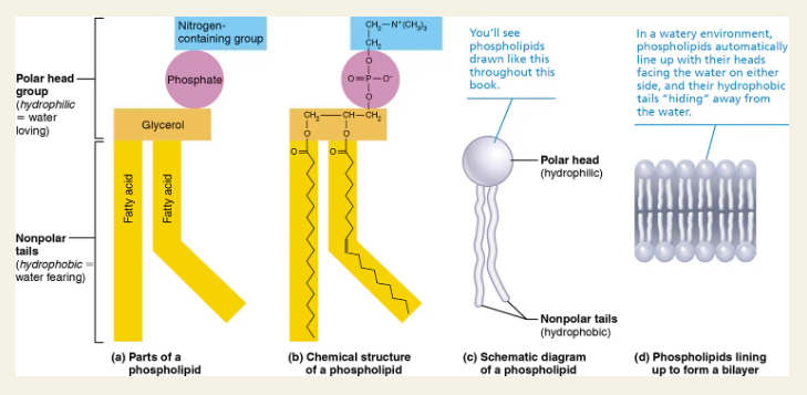<p><span style="background-color: transparent;"><strong>Phospholipids</strong></span></p>