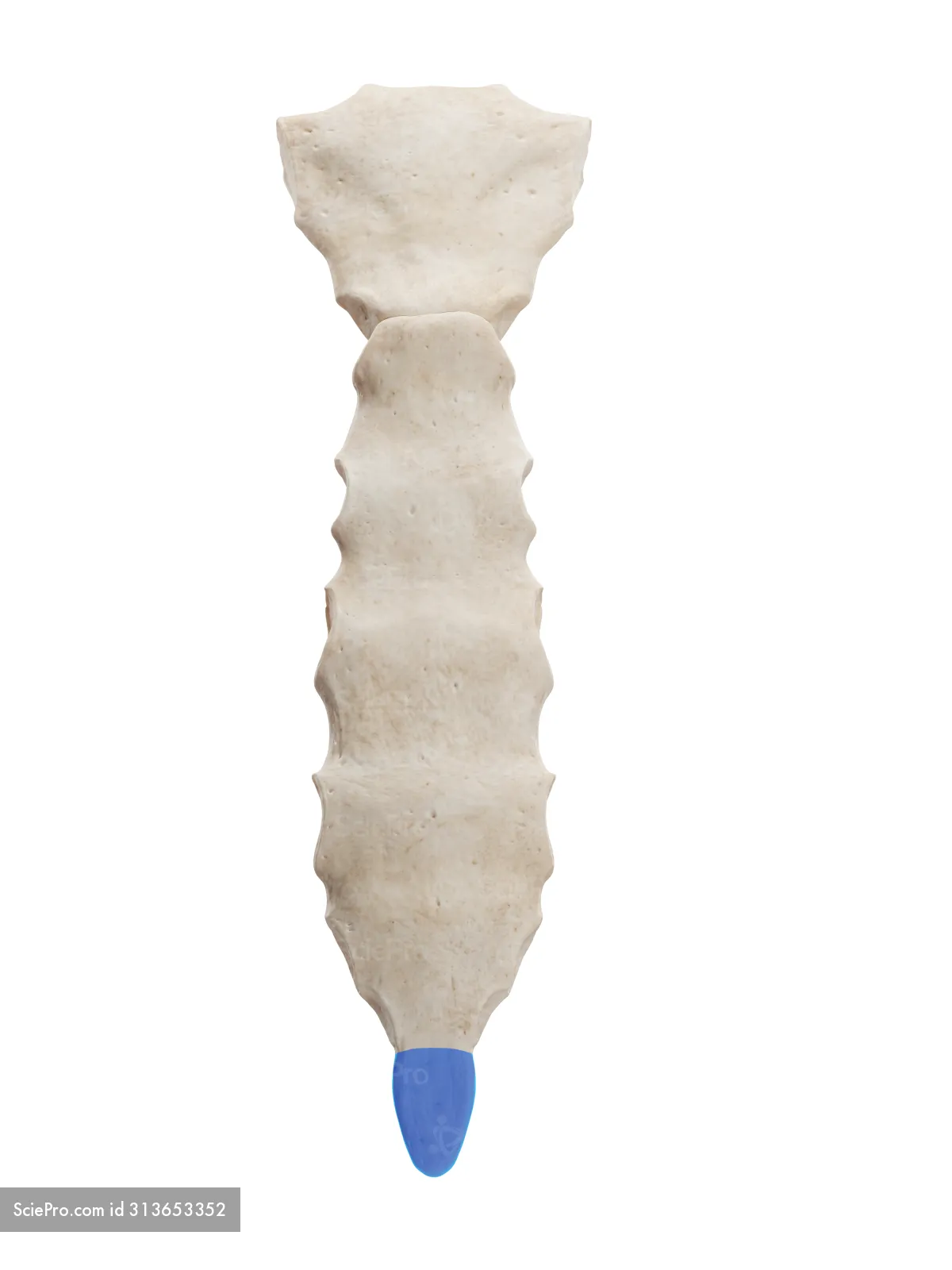 <p>inferior to the body of the sternum</p>