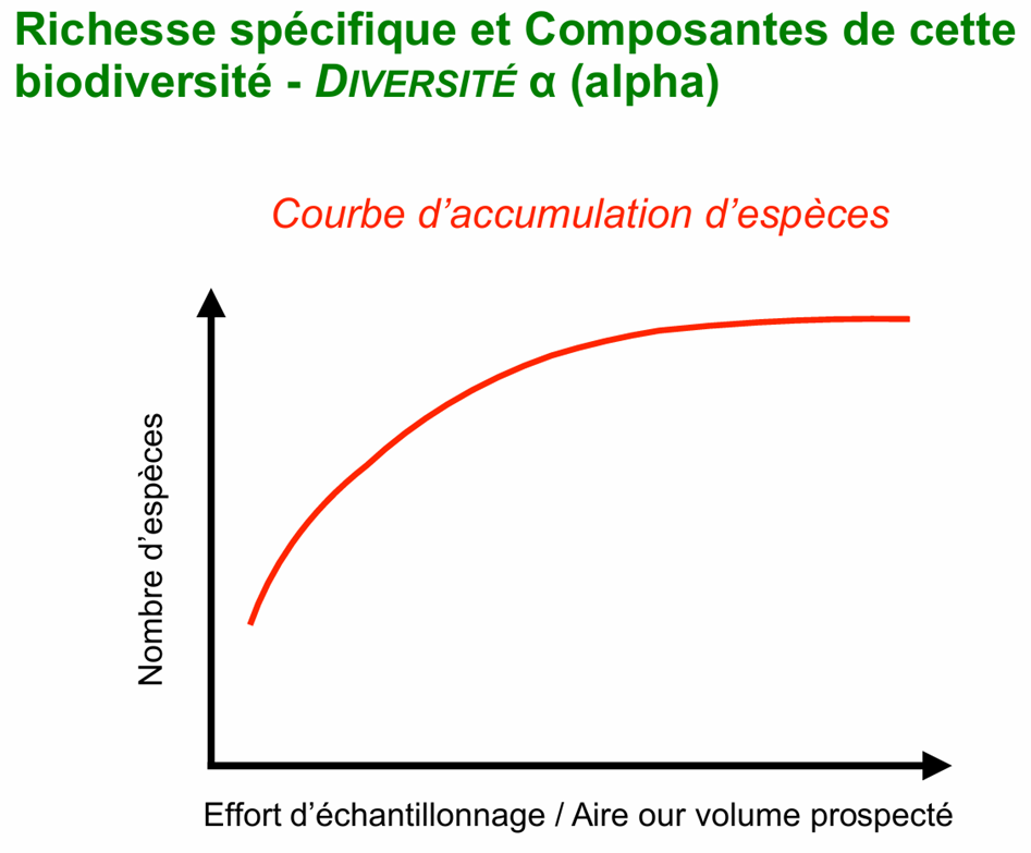 <p>La courbe d’accumulation d’espèces représente la relation entre l’effort d’échantillonnage et le nombre d’espèces observées. Lorsque l’on augmente le nombre de relevés, de transects ou de quadrats, le nombre d’espèces recensées augmente progressivement jusqu’à atteindre un plateau. Ce plateau correspond à une estimation du nombre réel d’espèces présentes dans le milieu étudié.</p>