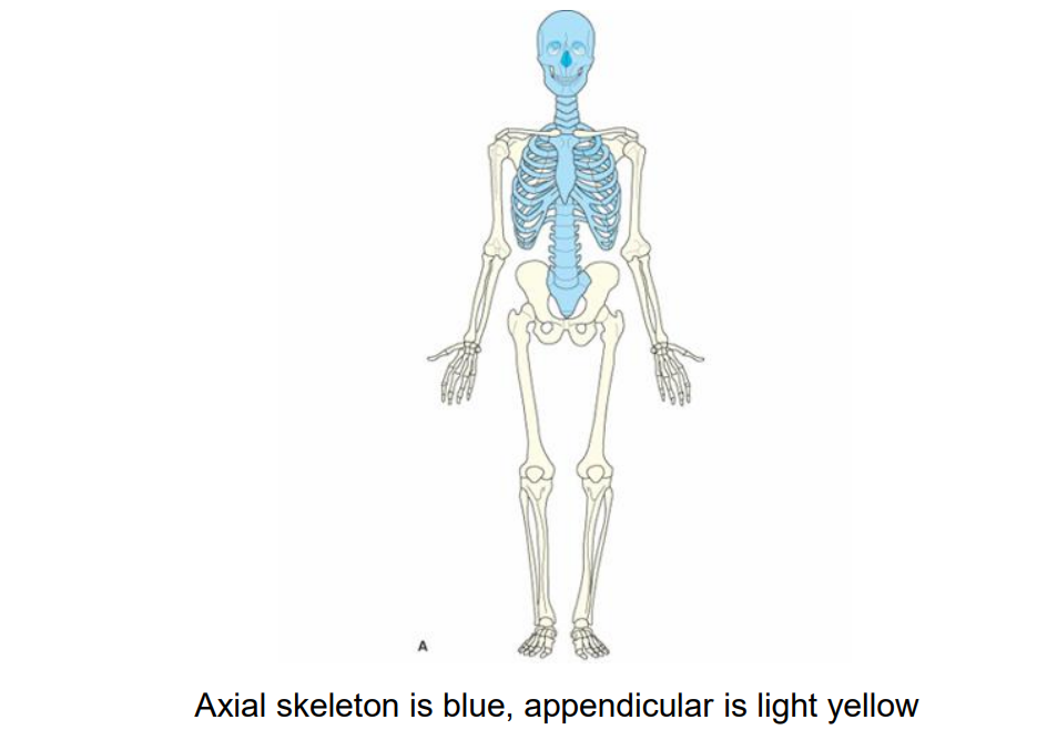<p>126 bones </p>