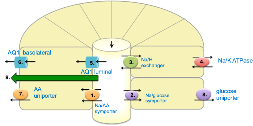 <ol><li><p>Na/AA symporter</p><ul><li><p>bind & conformation change w both 1 direction move</p></li><li><p>facilitated transport based on Na detection & AA follow</p></li><li><p>LUMINAL</p><div data-type="horizontalRule"><hr></div><p></p></li></ul></li><li><p>Na/glucose symporter</p><ul><li><p>bind & conformation change w both 1 direction move</p></li><li><p>facilitated filtrate move to tubule b/c of Na & help glucose enter</p></li><li><p>LUMINAL</p><div data-type="horizontalRule"><hr></div><p></p></li></ul></li><li><p>Na/H exchanger</p><ul><li><p>protein carrier & hormone responsive</p></li><li><p>reabsorb Na + move lumen → tubule (H-L) </p></li><li><p>antiport of H secreted + move tubule → lumen </p></li><li><p>LUMINAL</p><div data-type="horizontalRule"><hr></div><p></p></li></ul></li><li><p>Na/K ATPase</p><ul><li><p>ATP conformation w against gradient → 3Na move out, 2K move in </p></li><li><p>hormone responsive</p></li><li><p>BASOLATERAL</p><div data-type="horizontalRule"><hr></div><p></p></li></ul></li><li><p>AQ1 LUMINAL </p><ul><li><p>move via osmosis from filtrate → tubule </p><div data-type="horizontalRule"><hr></div><p></p></li></ul></li><li><p>AQ1 BASOLATERAL</p><ul><li><p>reabsorb by move H2O from tubule cell → interstitial into capillaries</p><div data-type="horizontalRule"><hr></div><p></p></li></ul></li><li><p>AA uniporter</p><ul><li><p>AA move cytosol → interstitial space by self w transcellular reabsorb</p></li><li><p>BASOLATERAL</p><div data-type="horizontalRule"><hr></div><p></p></li></ul></li><li><p>glucose uniporter</p><ul><li><p>glucose move H -> L where DEC outside cell w facilitated transporter</p></li><li><p>BASOLATERAL</p><div data-type="horizontalRule"><hr></div><p></p></li></ul></li><li><p>paracellular</p></li></ol><p></p>