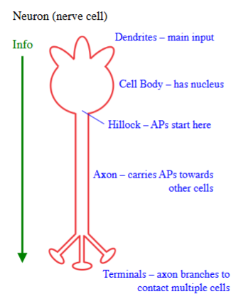 <p>dendrites - main input</p><p>cell body - has nucleus</p><p>hillock - where APs start</p><p>axon - carries APs towards other cells</p><p>terminals - axon branches out to contact multiple cells</p><p>_</p><p>the sciatic nerve lab looks at the <u>axon</u> function (b/c we are cutting out the cell body &amp; terminals)</p>
