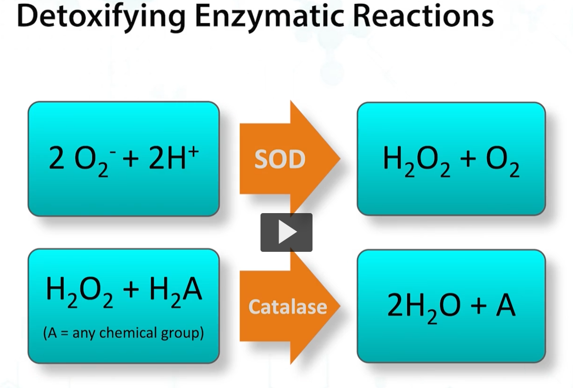 <p>Aerobic organisms such as microbacteria and pseudomonas require oxygen and cannot ferment. Therefore, they MUST express CATALASE and SOD. </p><p>Obligate and strict anaerobes are fermenting organisms respire only anaerobically and are killed by oxygen. </p>