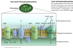<p>1. Water is split, passing electrons to photosystem II and releasing protons into thylakoid lumen. </p><p>2. Photons excite electrons in the reaction center of PS II passing the electrons to primary electron acceptor (pheophytin). </p><p>3. Primary electron acceptor sends excited electrons to electron transport chain. Protons pumped from stroma to thylakoid lumen. Electrons deposited to PSI </p><p>4. Photons excite pigments in PSI, energizing electrons in reaction center to be passed to another primary electron acceptor (A0)</p><p>5. Electrons sent to short electron transport chain that terminate with NADP+ reductase and produce NADPH with electrons and protons. </p><p>6. Accumulation of protons in thylakoid lumen generate electrochemical gradient that is used to make ATP</p>