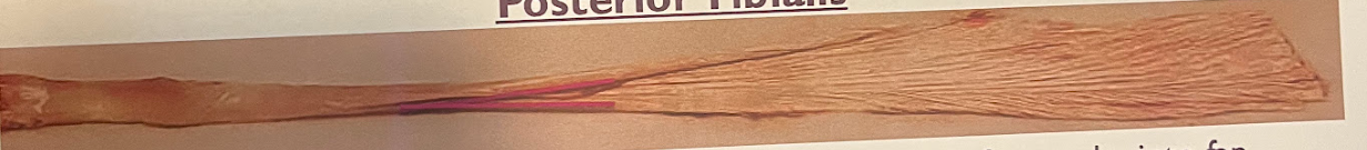 <p>-typically shorter tube end</p><p>-usually very thick, v-shaped transition from tube to fan, ‘mermaid tail’</p>