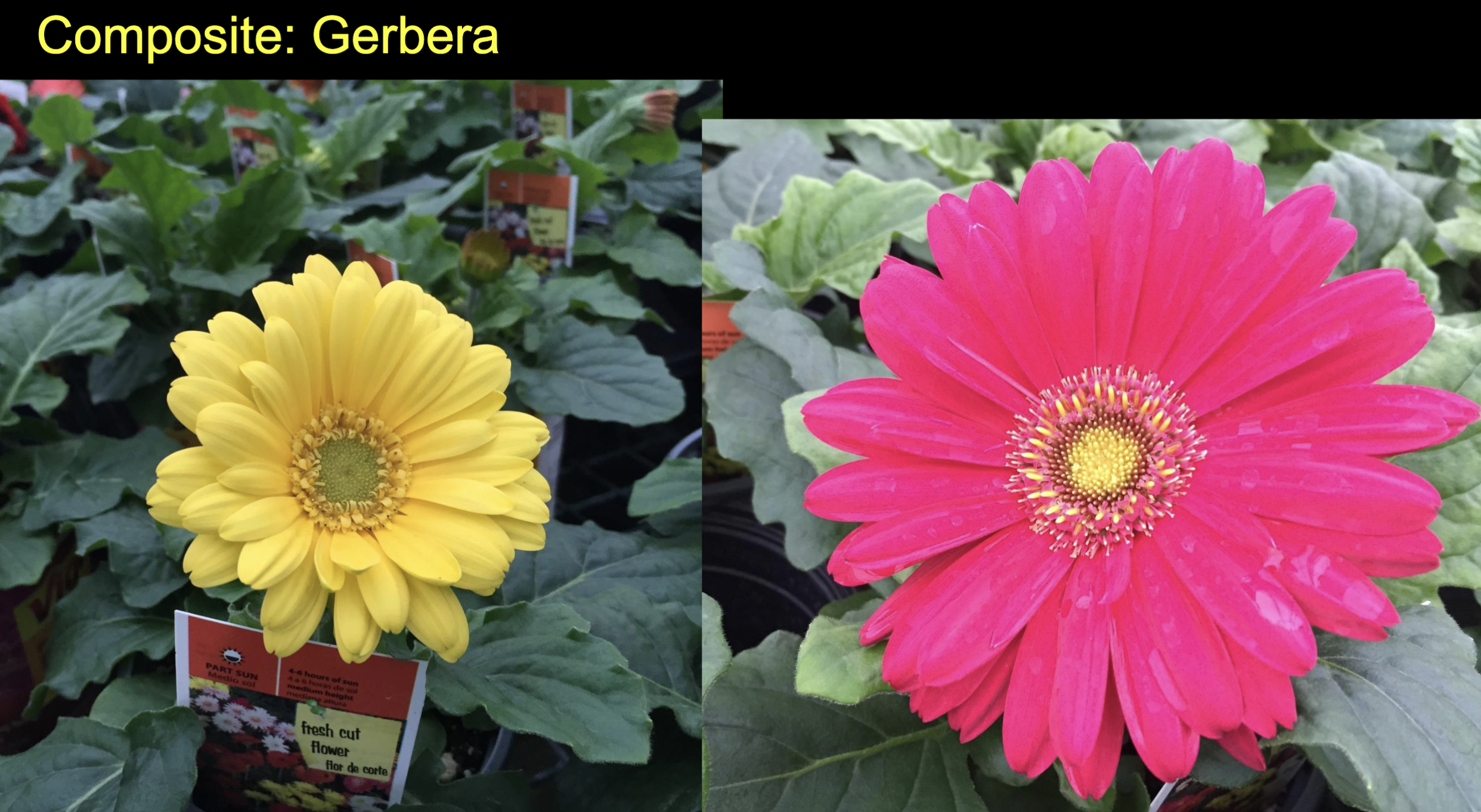 <p><span data-name="black_small_square" data-type="emoji">▪</span> Multiple “florets” per receptacle</p><p><span data-name="black_small_square" data-type="emoji">▪</span> Asteraceae family : </p><p><span data-name="black_small_square" data-type="emoji">▪</span> Daisy family</p><p><span data-name="black_small_square" data-type="emoji">▪</span> Sunflowers</p><p><span data-name="black_small_square" data-type="emoji">▪</span> Chrysanthemums</p><p><span data-name="black_small_square" data-type="emoji">▪</span> Dandelions</p>