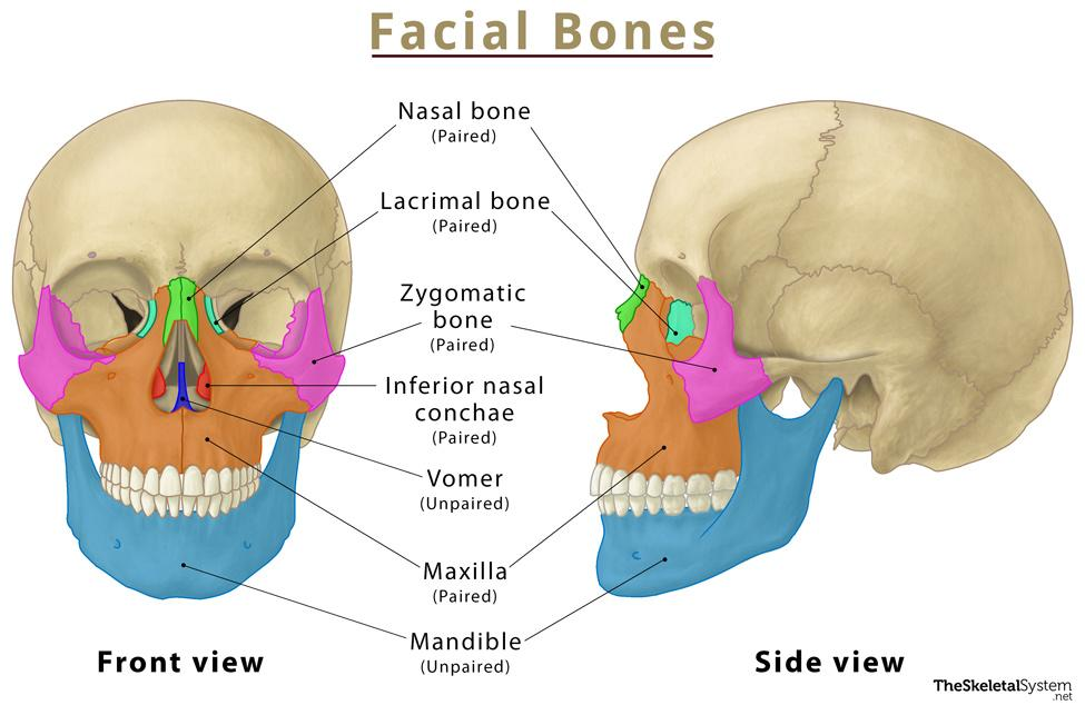 <p>Most facial bones are <strong>paired</strong>, except for the vomer and mandible, which are single. </p>