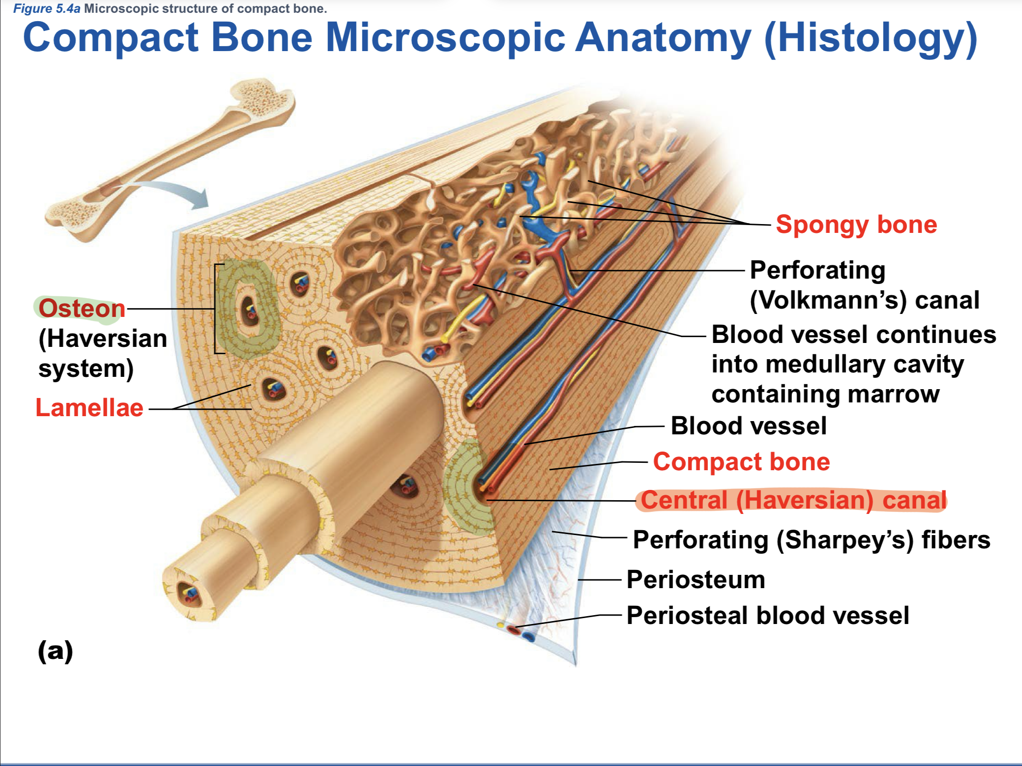 <p>Central (Haversian) canals (Compact Bone Histology) </p>
