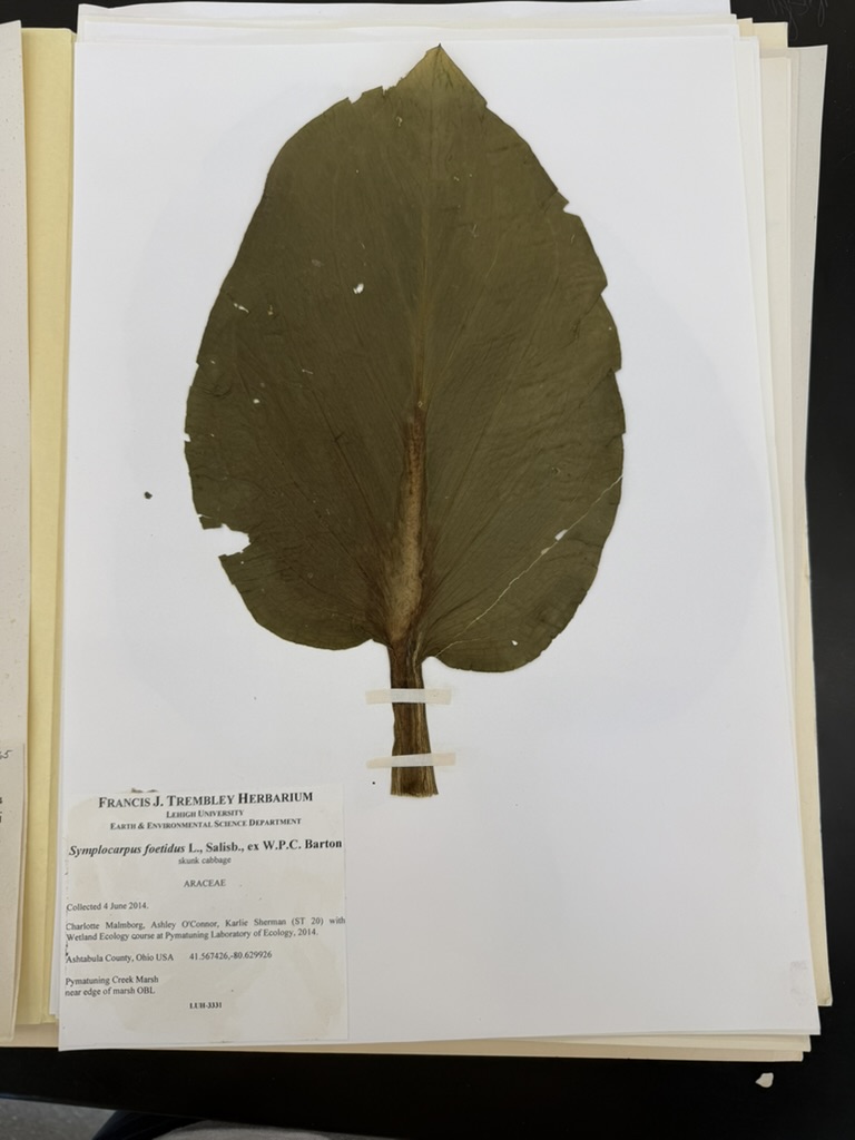 <p>Skunk cabbage</p>