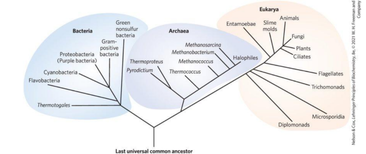 <p><strong><u>Phylogeny of the Three Domains of Life (associated with different types of cells)</u></strong></p><ul><li><p>___________: inhabit soils, surface waters, and the tissues of other living or decaying organisms →<span style="color: green;"><strong> Prokaryotic cells </strong></span></p></li></ul><p></p>