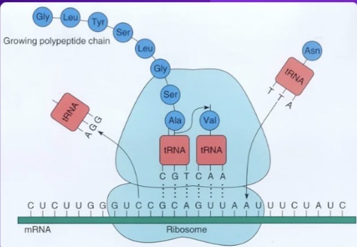 <p>Which process is shown in the diagram?</p>