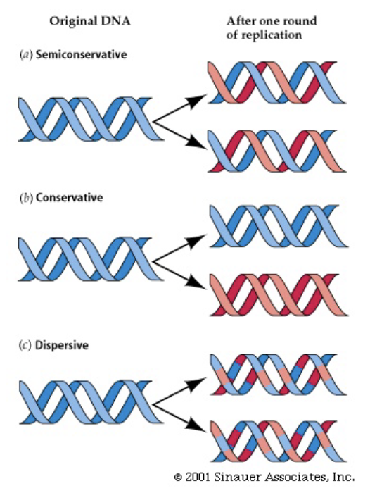 <ol><li><p>Conservative replication = each strand makes a new strand and the 2 old strands re-bind to each other</p></li><li><p>Semi-conservative replication = each old strand made remains bound to the new strand (THIS IS WHAT ACTUALLY HAPPENS)</p></li><li><p>Dispersive replication = DNA breaks apart and rejoins to produce 4 strands, each with a mix of old and new DNA</p></li></ol><p></p>