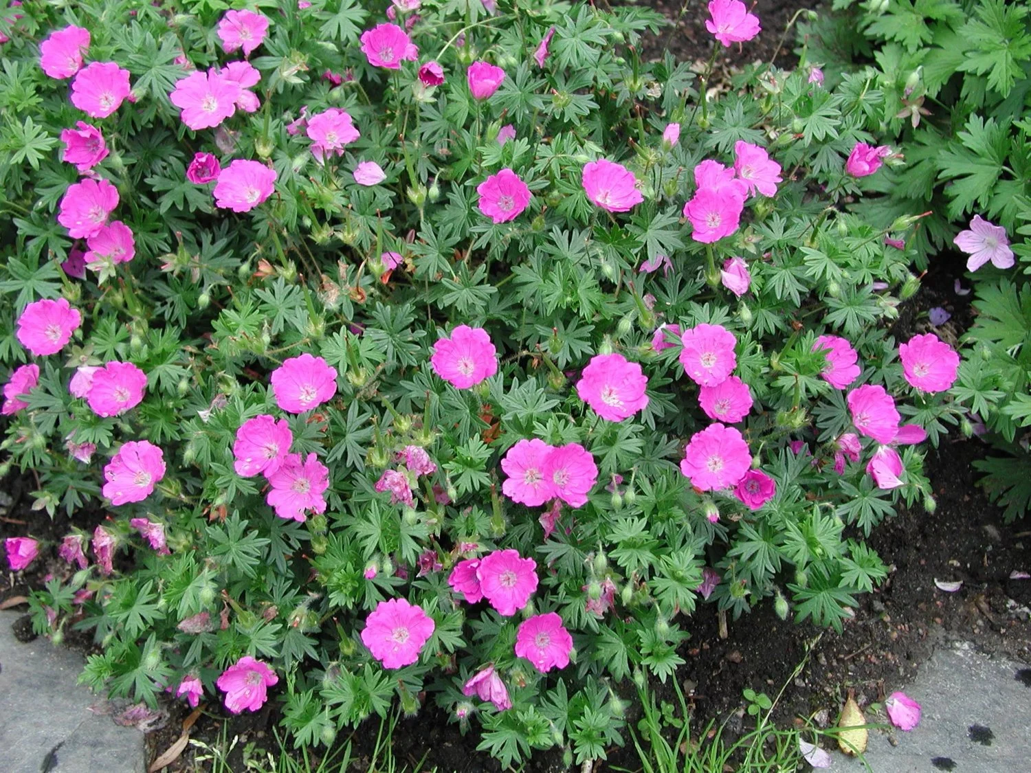 <p>sid 320 näveväxt </p><p>påminner om midsommarblomster</p>