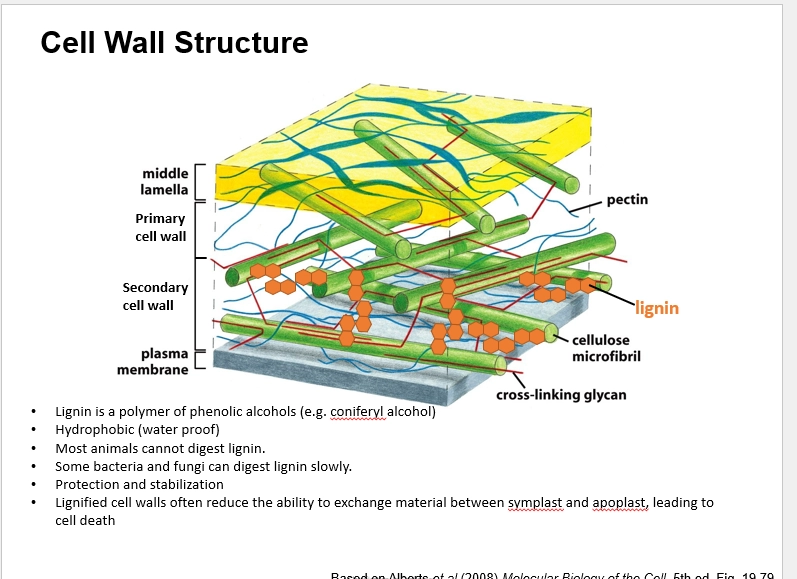 <p>(what)</p><ul><li><p>formed from the cell plate during cell divison, so all cells have these</p></li></ul><p>(structure)</p><ul><li><p>around the very outside of the cell (outside of plasma membrane, P, and S cell walls)</p></li><li><p>made of pectin with limited cellulose, so is quite flexible and gel-like</p></li></ul><p>(function)</p><ul><li><p>links things together (the rest of the cell wall), and provides the cell with flexibility</p></li></ul><p></p>