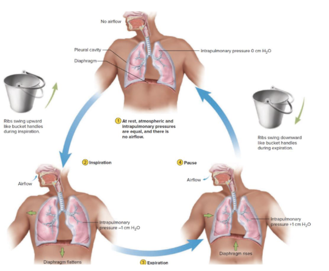 <p>During inspiration the diaphragm contracts (moves downwards and flattens) and the external external intercostal muscles contract (ribs move up and outwards) </p><ul><li><p>Results in thoracic cavity volume increases, pressure inside lungs decreases and air flows into the lungs</p><p></p></li></ul><p></p>