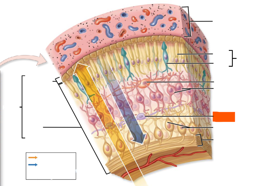 knowt flashcard image