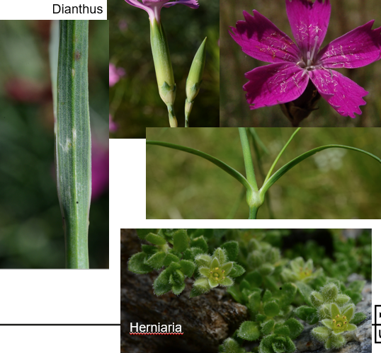 <img src="https://assets.knowt.com/user-attachments/567cea90-0541-4cf7-9914-ca3ef6a24ffc.png" data-width="100%" data-align="center"><img src="https://assets.knowt.com/user-attachments/48053815-c948-4858-9ba1-a389140cde1a.png" data-width="100%" data-align="center"><p>Geef de familie.</p>