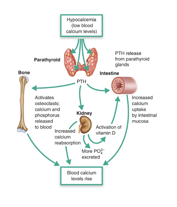 <p>hypocalcemia→ pth→ blood calcium levels rise </p>