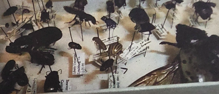 <p>what order are tiger beetles, dung beetles and ladybird beetles in </p>