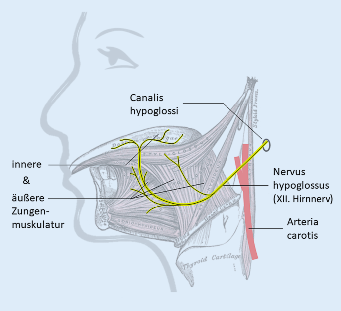 <ol><li><p><span style="color: red;"><strong>Radix superior ansae cervicalis / r. descendens nervi hypoglossi</strong></span> (a carotishüvelyben száll le egyesül az ansa cervicalis alsó gyökerével + mozgató rostok a C1-C2 szelvényekből = nyelvcsont izmai</p></li><li><p><span style="color: red;"><strong>Rr. linguales</strong></span> = nyelv külső és belső izmait</p></li></ol><p></p>