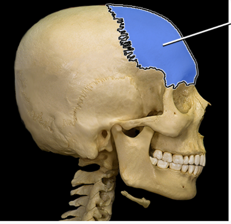 <p>What structure is indicated</p>