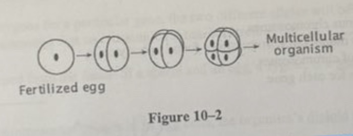<p><span><span>A multicellular organism begins life as a single cell—a fertilized egg with a complete set of chromosomes.</span></span></p><p><span><span>The picture in Figure 10-2 above shows how the cell divides to become two cells, then four cells, eight cells, and so on. Which of the following statements best describes what happens during this process?</span></span></p><p><span><span>a. Chromosomes are duplicated before cell division so that each new daughter cell has a complete set.</span></span></p><p><span><span>b. Chromosomes are divided evenly during cell division so that each new daughter cell has an equal share of the original set.</span></span></p><p><span><span>c. Chromosomes are stored in the original cell to direct the division of all daughter cells, which do not have their own chromosomes.</span></span></p><p><span><span>d. Chromosomes are randomly distributed during cell division so that some new cells have partial sets while others have complete sets.</span></span></p>