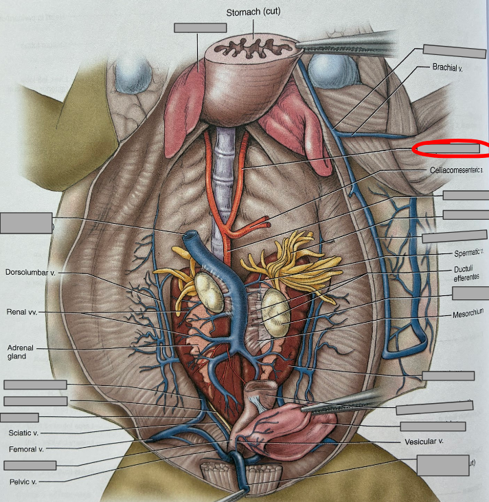 <p>What part of the organism is this?</p>