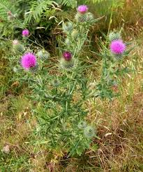 <p><strong>(<em>Cirsium vulgare</em>)</strong> – Spiny leaves, purple flower heads. Disturbed ground. <strong>Autotroph.</strong><br><strong>Uses:</strong> Limited—young stems/roots edible with effort; mostly wildlife value.</p>