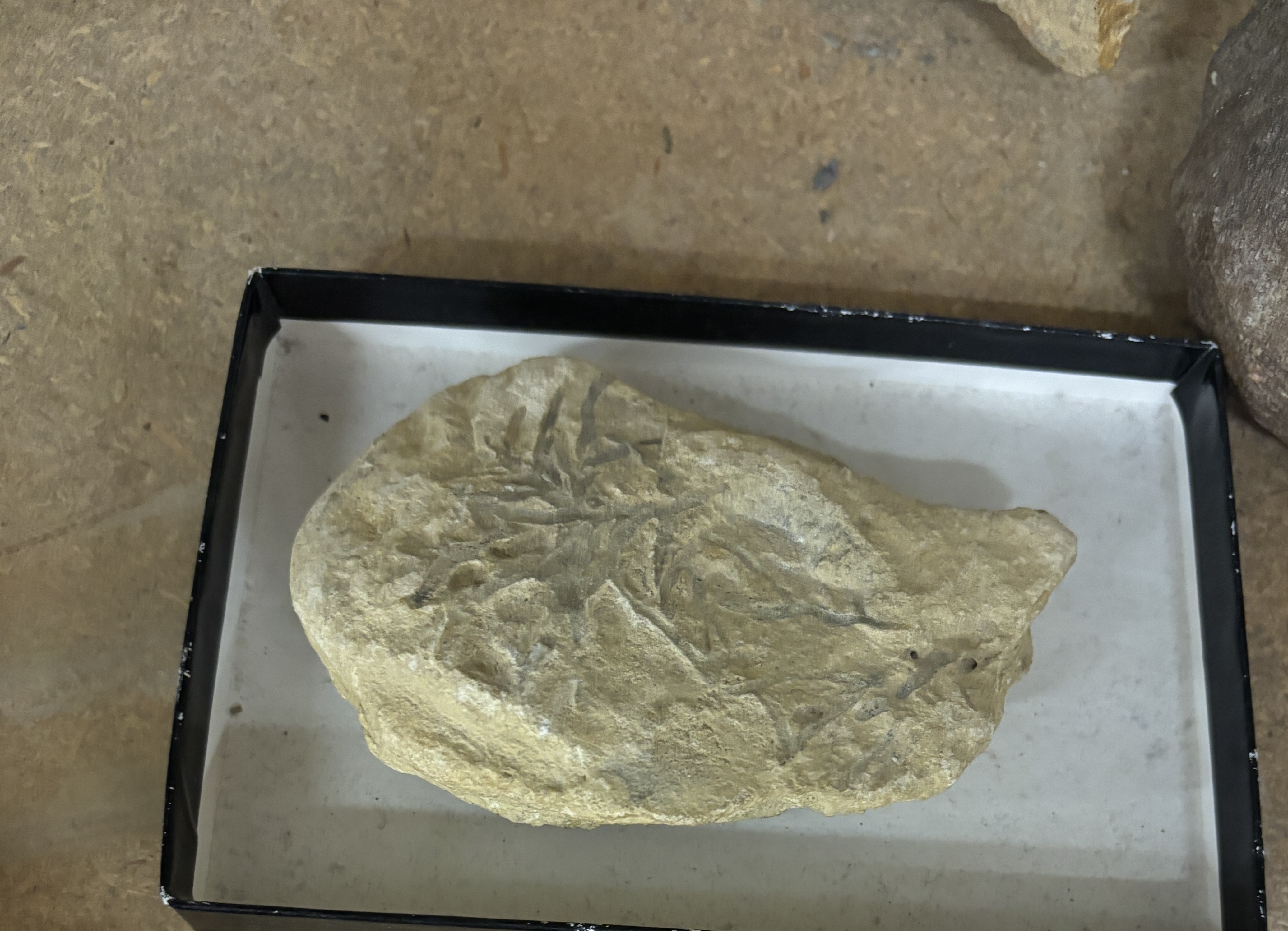 <p>snowflake like</p>