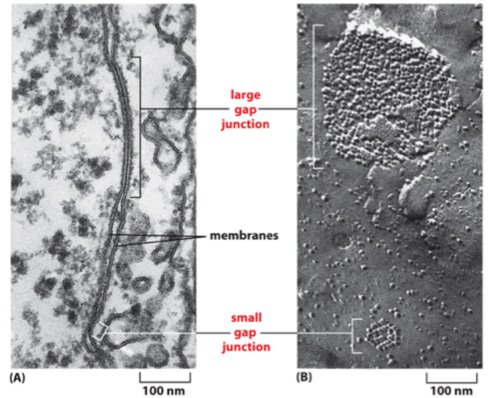 <p>Hvorfor siger man, at gap junctions kobler celler både elektrisk og metabolisk?</p>