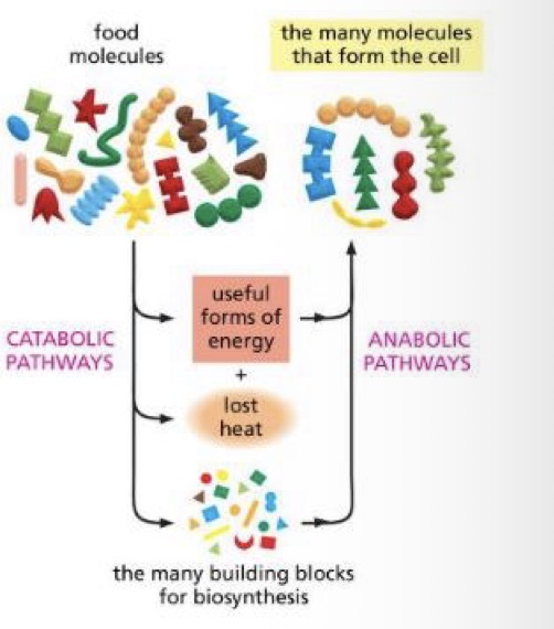 <ul><li><p>Energy can be transferred or transformed, but it cant be created or destroyed</p></li><li><p>metabolism:</p><ul><li><p>Anabolism- make things and use energy - reduce disorder</p></li><li><p>Catabolism - break down things and release energy - increase disorder</p></li></ul></li></ul><p></p>