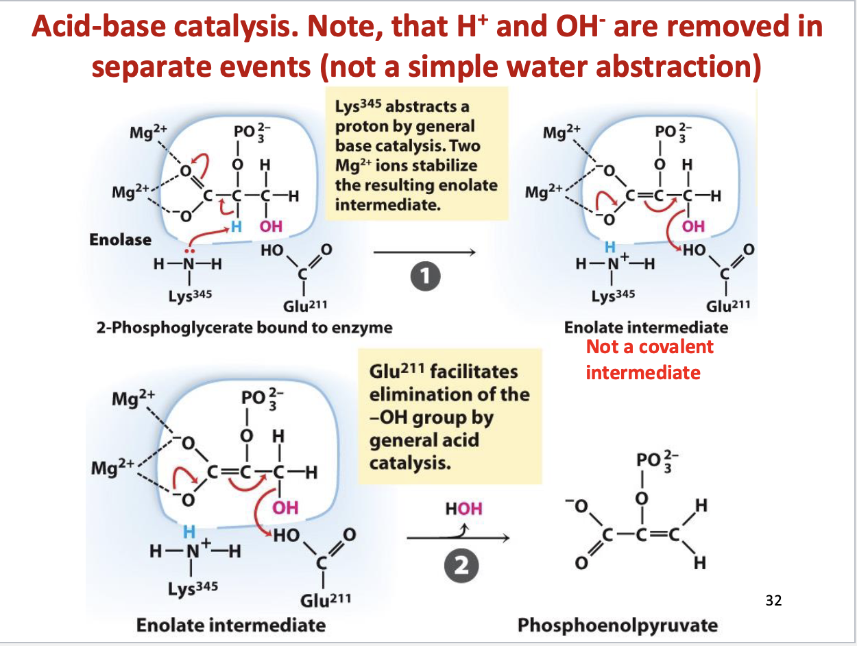 <ul><li><p>Acid-base catalysis </p></li><li><p>Goes through enolate intermediate (not covalent)</p></li></ul><p></p>